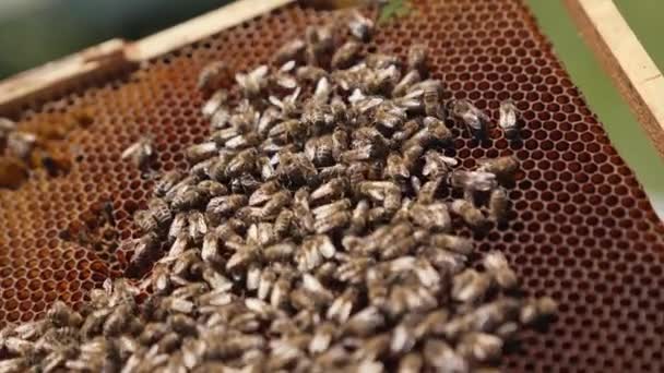 用蜜蜂做框架 蜜蜂在蜂窝上工作 许多蜜蜂爬在一个装有花蜜的框架上做蜂蜜 后续行动 — 图库视频影像