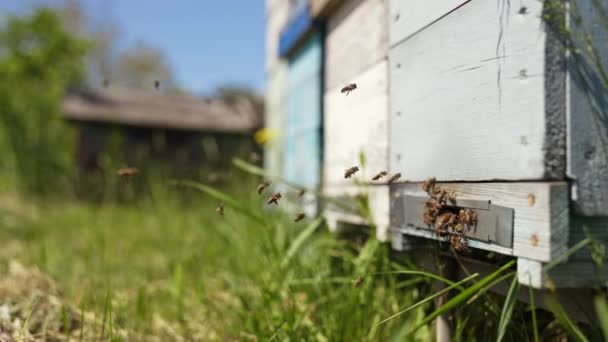 Drukke Bijen Die Een Houten Bijenkorfkist Vliegen Een Zwerm Honingbijen — Stockvideo