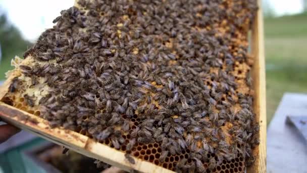 蜜蜂忙着密封蜂窝 里面都是蜜蜂在工作蜂蜜昆虫爬行在蜂窝充填细胞上的有机蜂蜜 — 图库视频影像