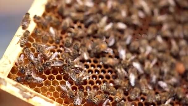 蜂蜜细胞与新鲜蜂蜜 蜜蜂爬行着 振翅飞翔在充满有机蜂蜜的蜂窝上 人的手摸蜜蜂 宏观射门 — 图库视频影像