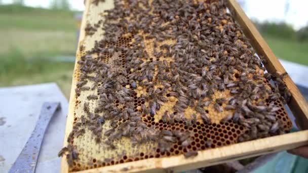 ミツバチがフレームに 蜂の家族は蜂蜜でいっぱいの準備ができた蜂蜜を密封します ミツバチがその上を這うフレームを保持する養蜂家 クローズアップ — ストック動画