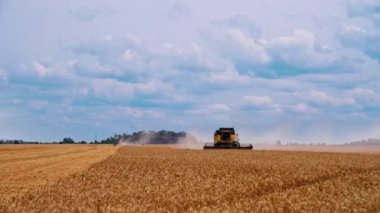 Mavi gökyüzünün altında altın mahsulü bir araya getiren makine. Tahıl hasatçısı hasat mevsiminde tarlada çalışıyor. Tarım yazın çalışır.