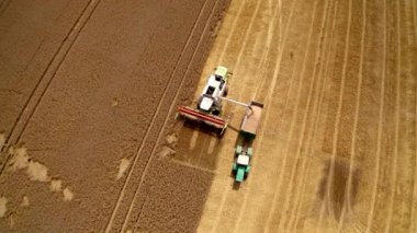 Hasat makinesi bir karavana tahıl döküyor. Sanayi ekipmanları hasat zamanında sarı alanda çalışıyor. Agronomi işi. Üst hava görüntüsü.