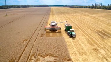 Tarım makineleri yazın tarlada çalışıyor. Hasat makinası traktör römorkuna olgun taneler döküyor. Hasat mevsimi.