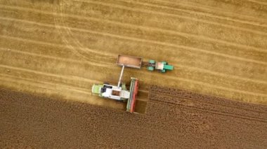 Sahada makineler hasat ediliyor. Olgun buğday tanelerini traktöre dökmek. Hasat mevsimi. Üst hava manzarası. Dönen çekim.