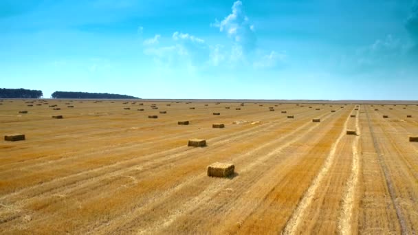 青空の下に押されたベールが付いている黄色いフィールド 収穫された小麦畑は ストローがベールに積み込まれた ドライストローの正方形のベール上の戦い — ストック動画