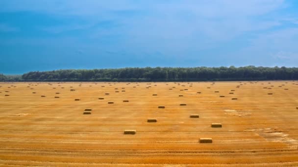 押されたバレルが付いているフィールドの黄色い背景 農作物を収穫した後の農地のパノラマビュー 農地に積み重ねられたイチゴ モーションカメラダウン — ストック動画