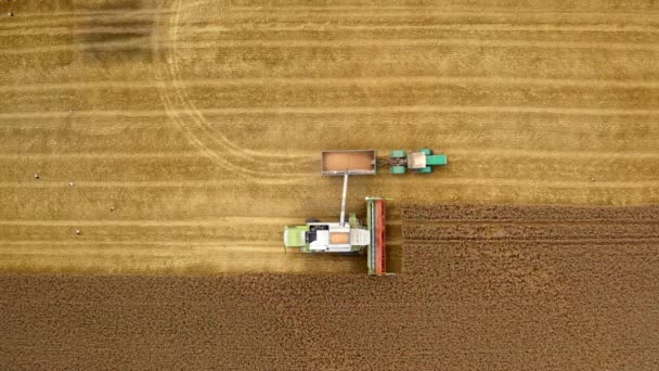 Erntemaschine Und Traktor Auf Gelbem Feld Mähdrescher Füllt Reifes Getreide — Stockvideo
