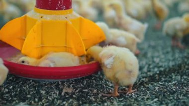 Küçük tavuklar yem yiyor. Modern bir çiftlikte kümes hayvanı üretimi. Fabrikadaki ızgaralar için otomatik besleme. Yakın plan..
