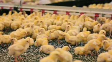 Kümes hayvanları çiftliğinde büyüyen sarı tavuklar. Piliçlerin üretimi. Küçük ızgara piliçlerle tarım çiftliği. Hangarda bir sürü tavuk var..