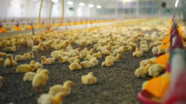 Modern kümes hayvanları endüstrisi. Çiftlikteki sarı tavuklar ve yavruları beslemek için özel ekipmanlar. Hangarda bir sürü tavuk var. Tavuk besleyip içiyorlar..