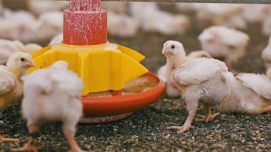 Küçük şişman piliçler yem yiyor. Modern bir çiftlikte genç tavuklar. Kümes hayvanlarını besleyen beyaz tavuklar. Yakın plan..
