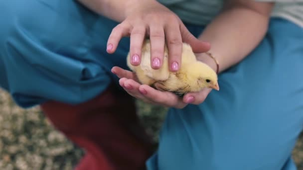 Krásné Žluté Kuře Sedící Rukou Farmáře Roztomilé Kuře Ženských Rukou — Stock video