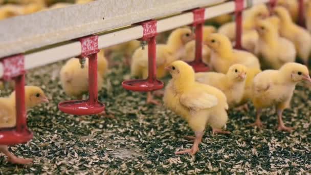 푹신한 병아리 마시는 그릇에서 마시는 브로일러 가금류 농장에서 성장을 자동화 — 비디오