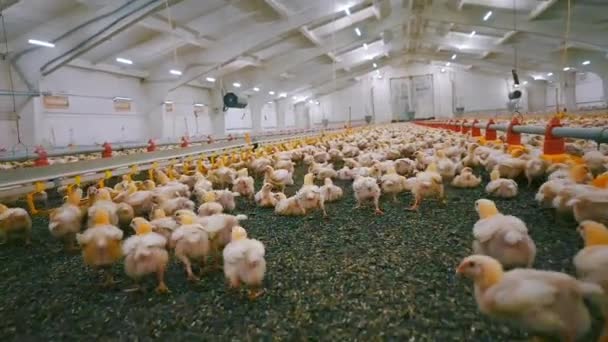 有许多小鸡的大农场 用于肉鸡生产的现代化家禽饲养场 有趣的胖小鸡在谷仓里奔跑 — 图库视频影像