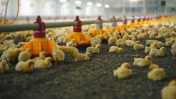 家禽饲养场里的新生小鸡 在大机库里的自动进料机和大量的小鸡群 在现代化家禽饲养场喂肥的鸡 — 图库视频影像