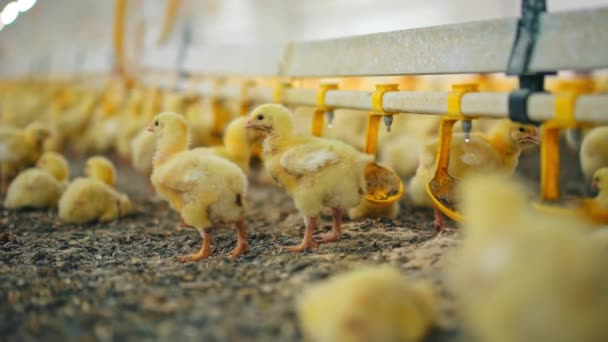 家禽農場の自動飲酒者に近いチック 鶏の生産のための農場 かわいい黄色い鶏は製造業の薬で水を飲んでいる — ストック動画