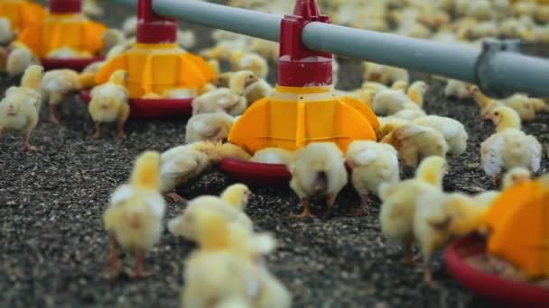 Malé Brojleři Krmení Automatických Žlabů Vtipná Kuřata Jedí Krmivo Drůbeží — Stock video