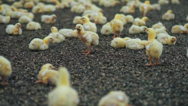 Милые Цыплята Лежат Семенах Подсолнечника Маленькие Бройлеры Откармливают Птицеферму Коровник — стоковое видео