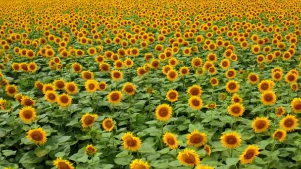 Virágzó Napraforgó Háttér Mezőgazdasági Táj Sárga Virágok Fényes Nyári Napon — Stock videók
