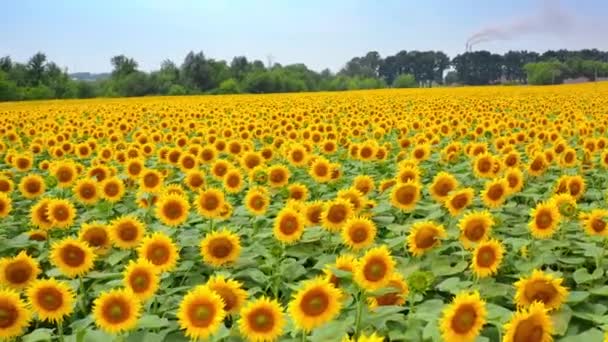 Agriculture Field Blooming Sunflowers Summer Landscape Yellow Farm Field Sunflowers — Stock Video