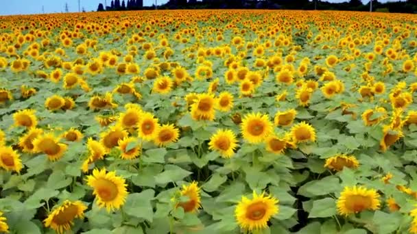 Sárga Napraforgók Vidéken Gyönyörű Virágzó Napraforgók Ringatóznak Szélben Tanyán Nyári — Stock videók