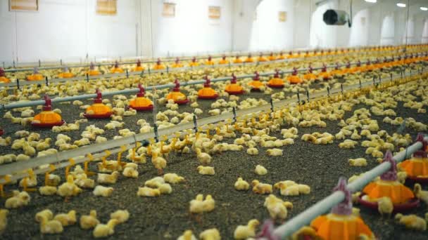 一个有小鸡的现代家禽饲养场的内部 黄色的小鸡靠喝碗和喂食食物为生 厂里有很多鸡 — 图库视频影像