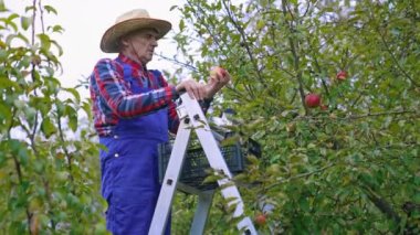 Yaşlı çiftçi bahçede elma topluyor. Mavi tulumlu ve şapkalı çiftçi sonbaharda daldan olgun elmaları alıyor. Yan görünüm.