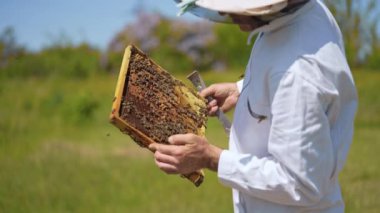 Apiarist bir çiftlikte çalışıyor. Arı çiftçisi arıları bal çerçevesinde inceliyor ve bir kovana koyuyor. Apiculture kavramı.