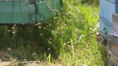 Kovan girişinde arı sürüsü var. Arılar yazın polen taşıyan arı kovanına doğru uçarlar. Yeşil zeminde uçan arılar. Yakın plan..