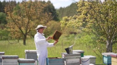 Apiarist, arıları yeşil doğada inceliyor. Beyaz koruyucu elbiseli arı yetiştiricisi arı kovanında bal çerçevesi tutuyor. Görüntü alma süreci.