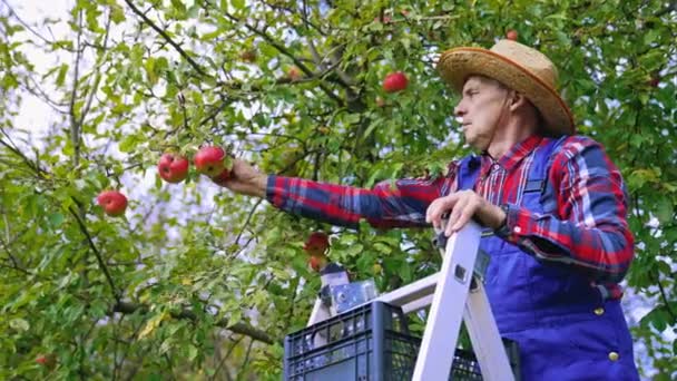 苹果作物 成熟的农民在果园里摘苹果 秋天从树上采摘新鲜有机水果的人 — 图库视频影像