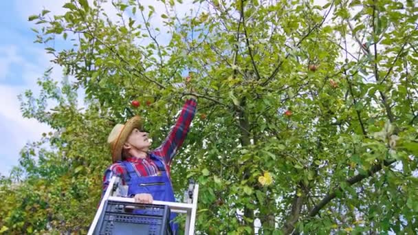 Jardinero Una Escalera Recogiendo Manzanas Del Árbol Hombre Agricultor Cosechando — Vídeos de Stock