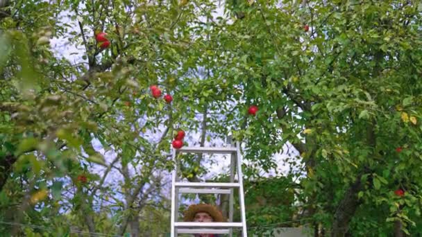 收割苹果 农夫爬上梯子在果园里摘成熟的水果 秋天果树花园里的成熟园丁 — 图库视频影像