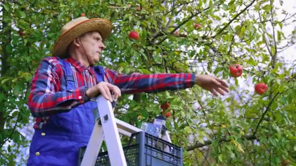 农夫在花园里摘下芬芳的苹果 戴帽子的老人站在梯子上 从树上摘成熟的水果 有机食品 — 图库视频影像