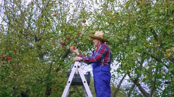 Sonbaharda Meyve Topluyorum Çiftçi Meyve Bahçesindeki Bir Merdivenin Üzerinde Dururken — Stok video