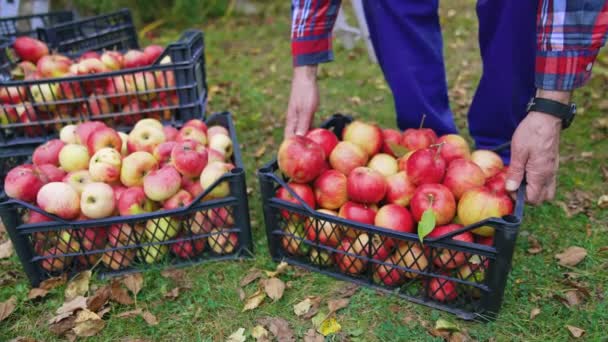 户外抽屉里的有机水果 花园里的塑料盒里有多汁的苹果 园丁把装满新鲜苹果的抽屉拿走了 收获的果实 — 图库视频影像
