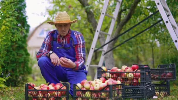 成熟的农民在户外摘苹果 一位老园丁在园子里放着新鲜苹果的塑料抽屉旁边工作的画像 — 图库视频影像
