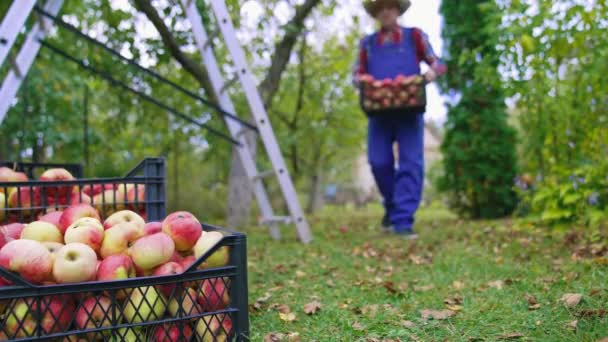 Sonbahar Mevsiminde Meyve Topluyorum Bahçede Içi Taze Elma Dolu Plastik — Stok video