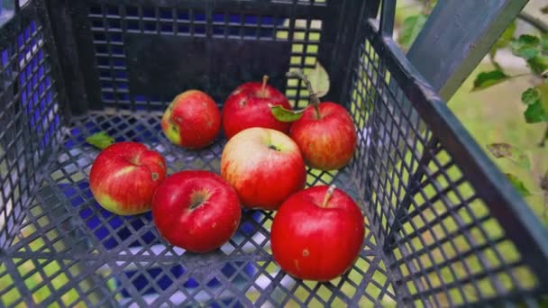 Plastik Kutuda Olgun Elmalar Bahçıvan Taze Elmaları Çekmeceye Koyuyor Sonbaharda — Stok video