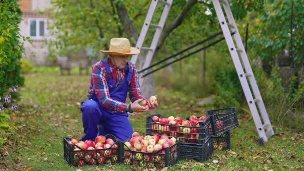 秋天的时候抽屉里有新鲜的水果 农夫在花园里摘成熟的苹果 收获美味的苹果 室外装有多汁水果的盒子 — 图库视频影像
