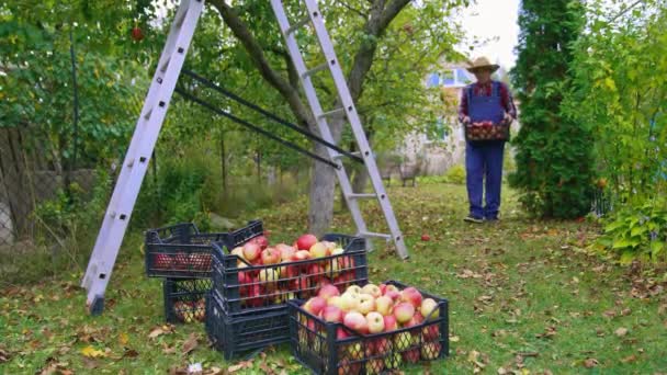 秋の季節に果物を収穫する 庭で新鮮なリンゴでいっぱいのプラスチック製の引き出しを運ぶ農民 地上の箱の中の美味しい有機リンゴ — ストック動画
