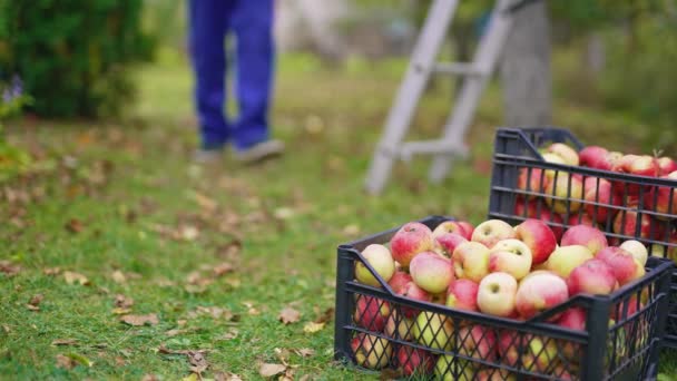 抽屉里有好吃的苹果 在花园里的草地上 满是新鲜水果的塑料盒 农夫带来了多汁的成熟苹果 后续行动 — 图库视频影像