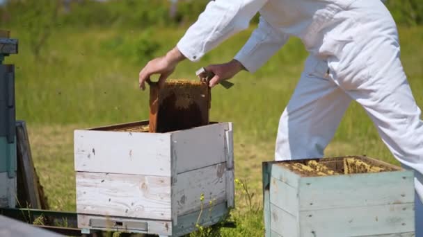 农夫在木制蜂窝附近工作 蜜蜂在蜂窝上飞舞 身穿白色防护服的蚜虫专家检查蜜蜂 后续行动 — 图库视频影像