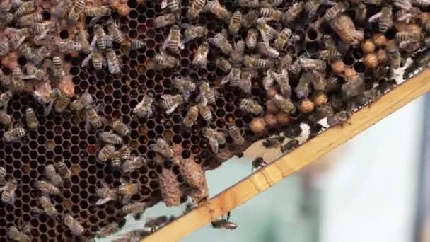 忙しいミツバチのフレーム 蜂蜜はハニカムで働いている昆虫 新鮮な蜂蜜を作るフレームにクロールするミツバチがたくさんいます クローズアップ — ストック動画