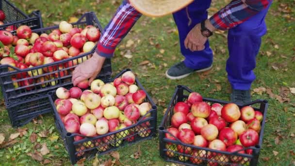 Sonbaharda Elma Hasadı Yerde Plastik Çekmecelerde Taze Organik Elmalar Var — Stok video