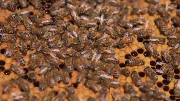 蜂蜜の巣で蜂の忙しい仕事をする ミツバチの家族は蜂蜜でいっぱいの準備ができている蜂蜜を密封します クローズアップ — ストック動画