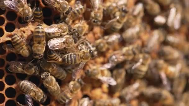 在框架上工作的有条纹的蜜蜂 美丽的蜂蜜昆虫在打包新鲜蜂蜜时振翅飞翔 宏观射门 — 图库视频影像