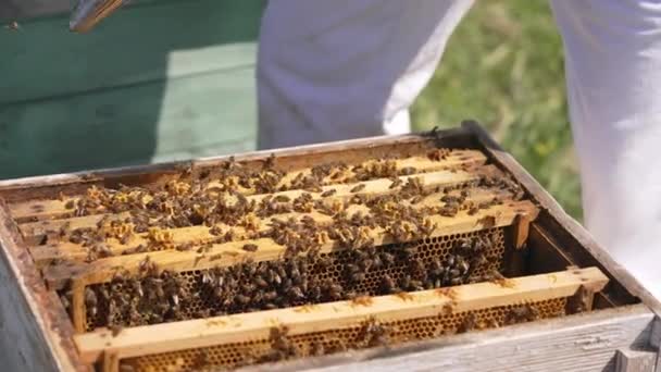 蜜蜂爬在敞开蜂窝的框架上 蚜虫学家先用烟囱使蜜蜂平静下来 然后再检查蜂房中的蜜蜂 后续行动 — 图库视频影像