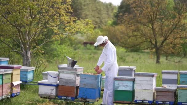 在美丽的自然背景下 木制蜂房附近的养蜂人 身穿防护服和头戴帽子的养蜂人检查蜂箱中的蜜蜂 蜂群在蚜虫上飞行的蜂群 — 图库视频影像